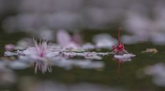 Blüten auf dem Teich _ 2