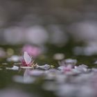Blüten auf dem Teich _ 3