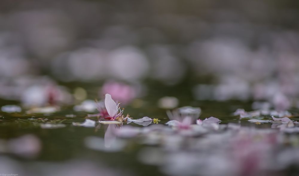 Blüten auf dem Teich _ 3