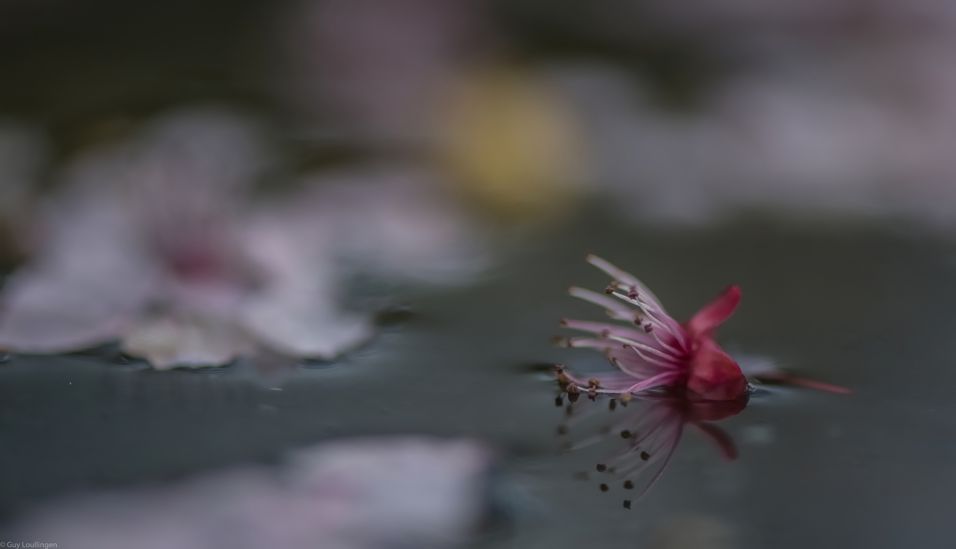 Blüten auf dem Teich