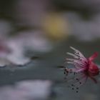 Blüten auf dem Teich