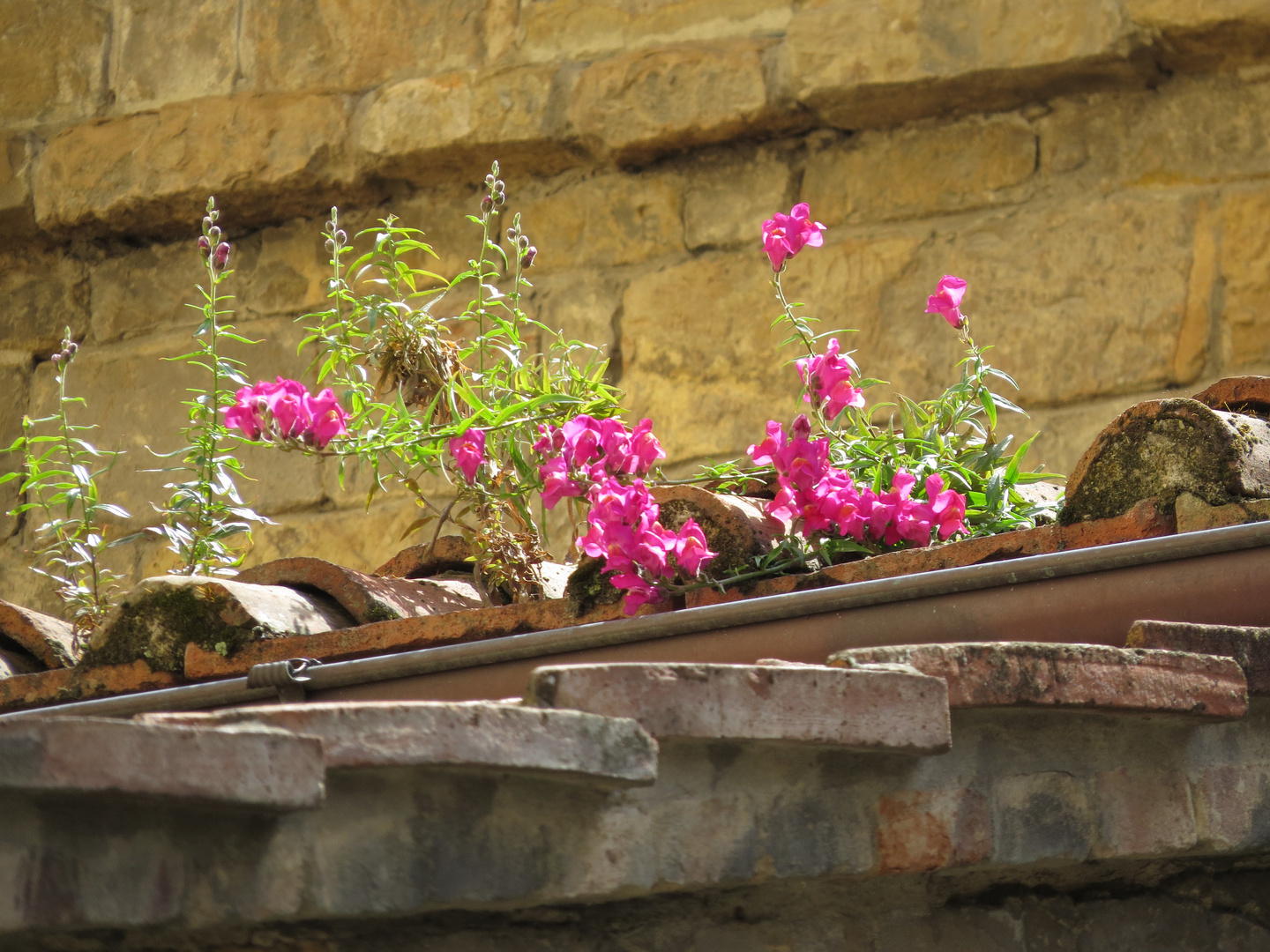 Blüten auf den Dächern von Florenz