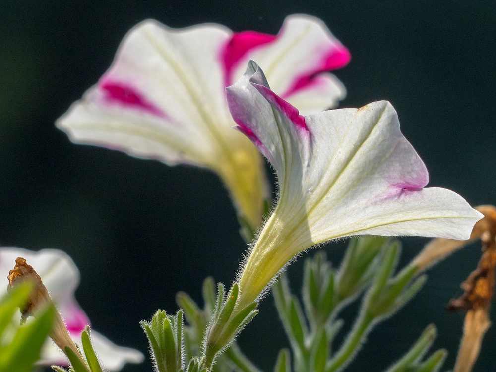 Blüten auf der Terrasse