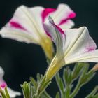 Blüten auf der Terrasse