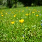 Blüten auf der Wiese