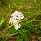 Blüten auf der Wiese