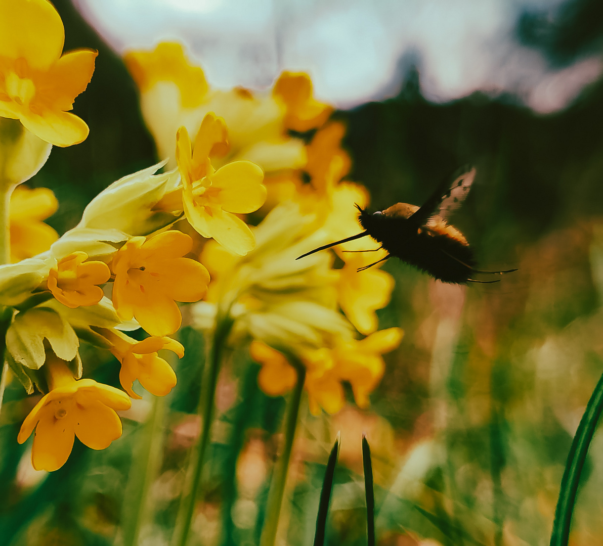 Blüten auf der Wiese