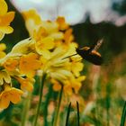 Blüten auf der Wiese