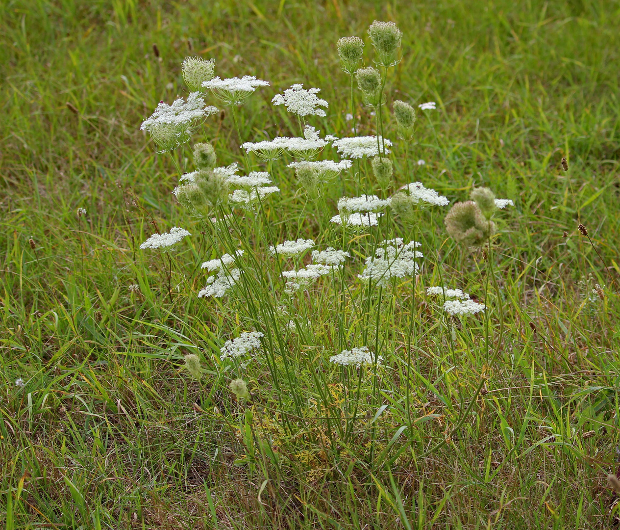 Blüten auf einer Wiese