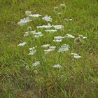 Blüten auf einer Wiese