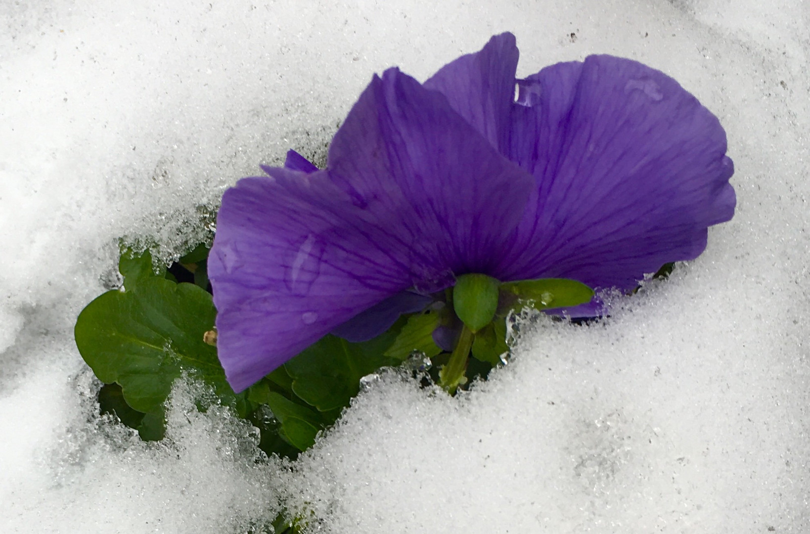 Blüten auf Eis 2