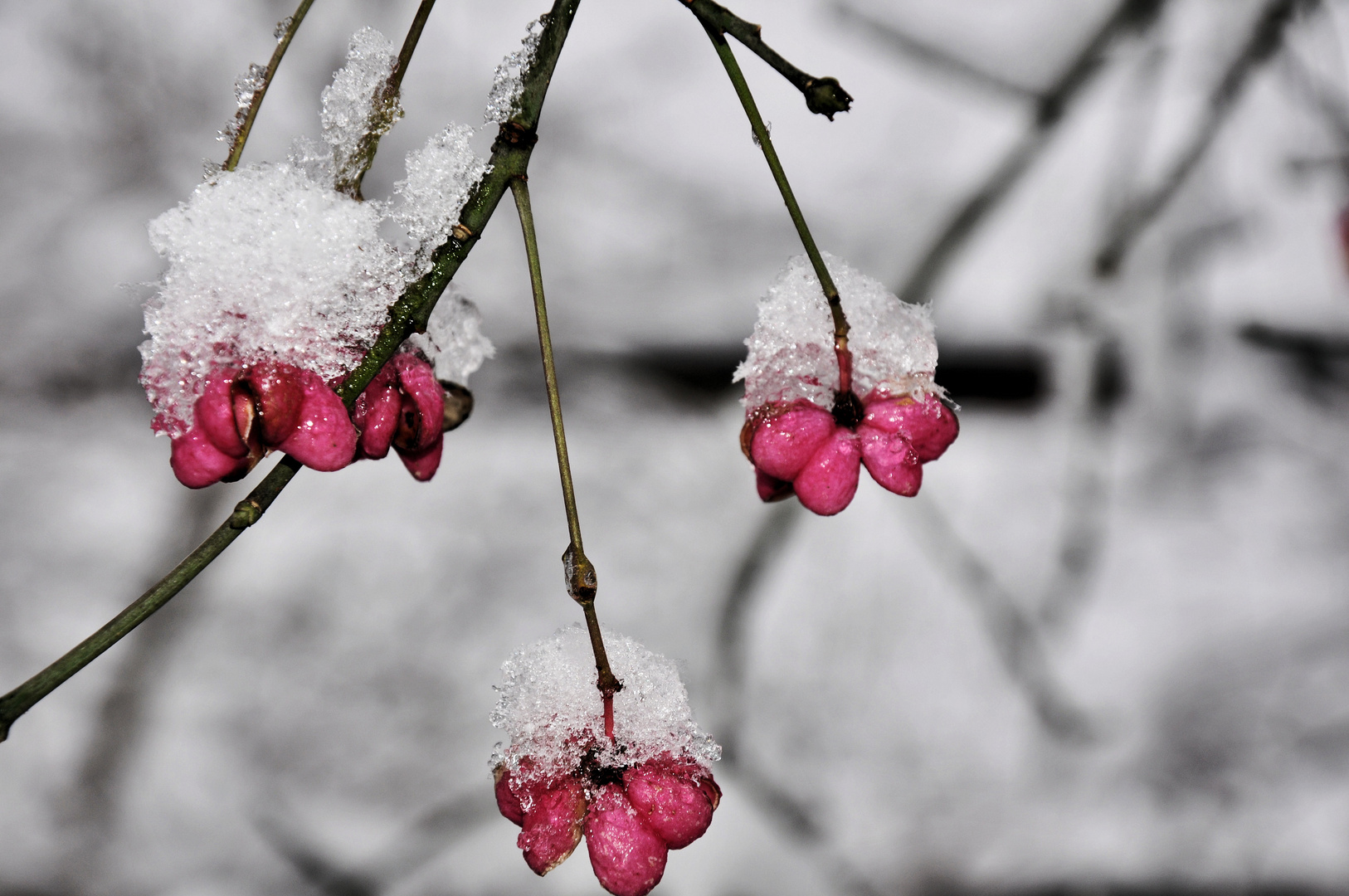 Blüten auf Eis