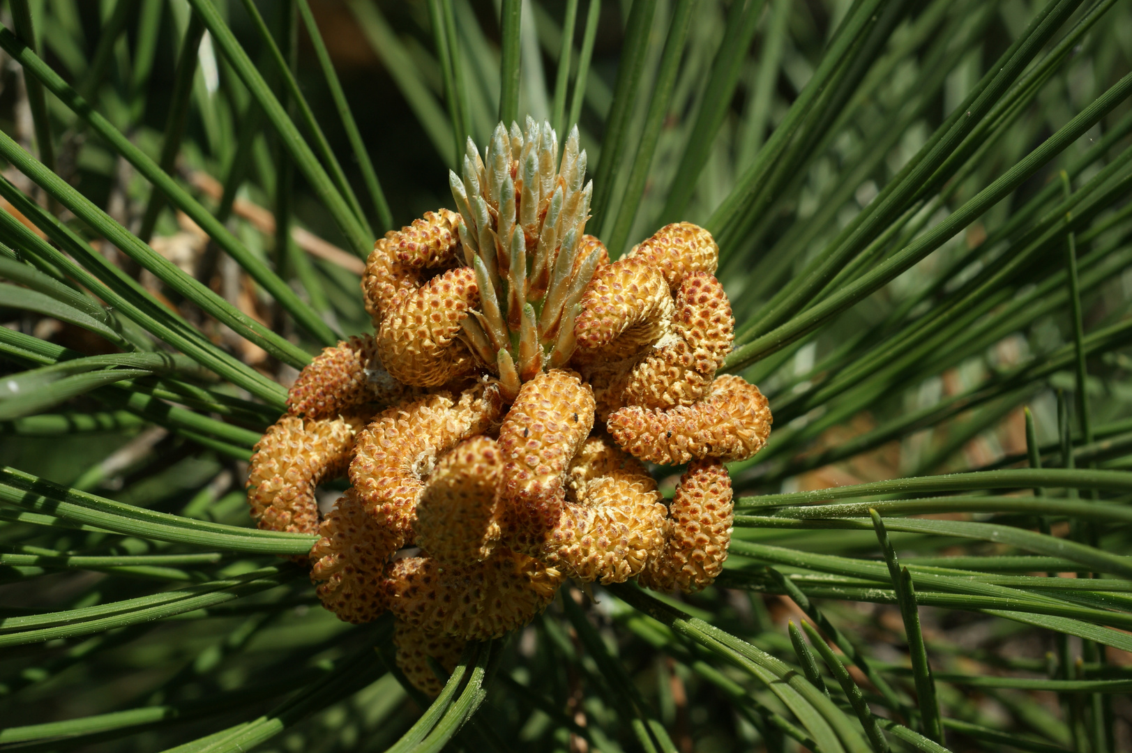 Blüten auf Föhrenbaum