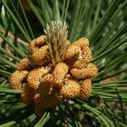 Blüten auf Föhrenbaum