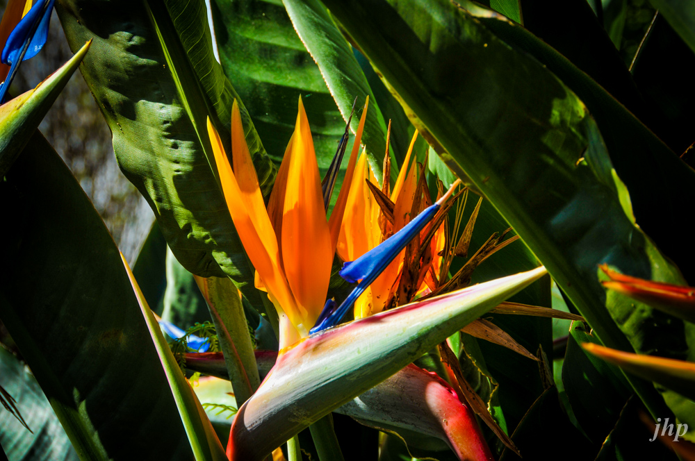 Blüten auf La Palma 1