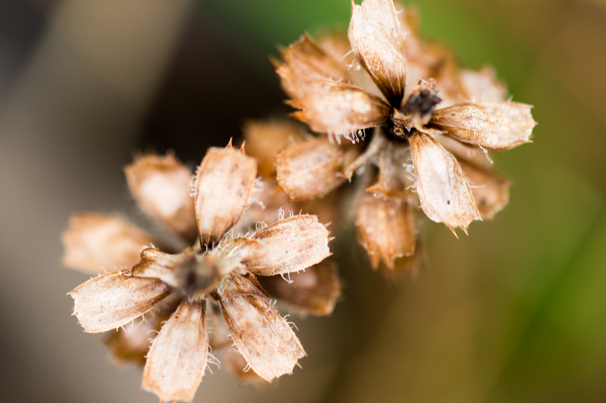 Blüten auf Langeoog fotografiert