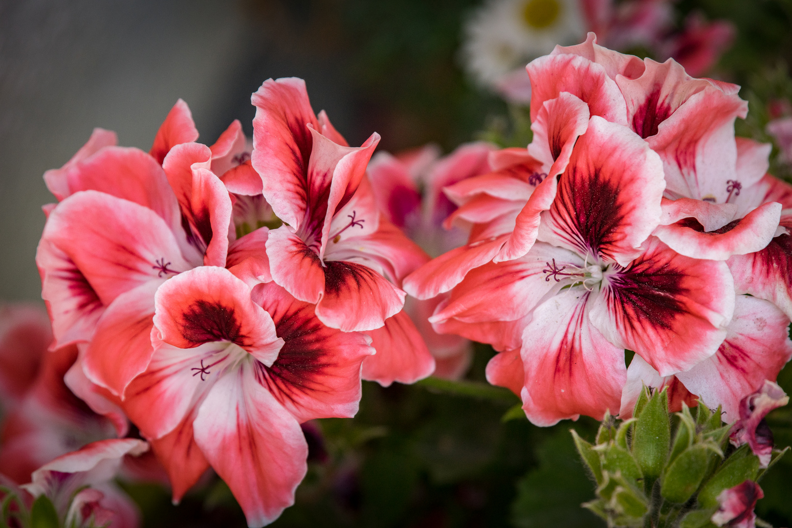 Blüten auf Santorin I - Kykladen/Griechenland