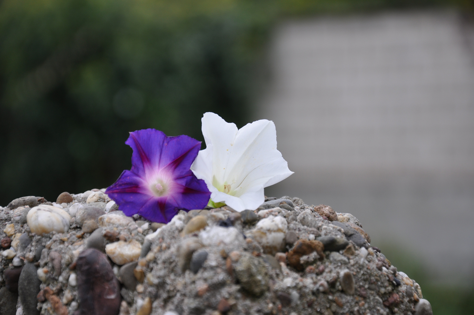 Blüten auf Stein