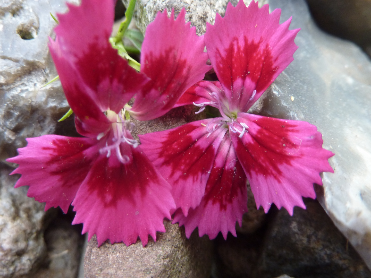 Blüten auf Steine