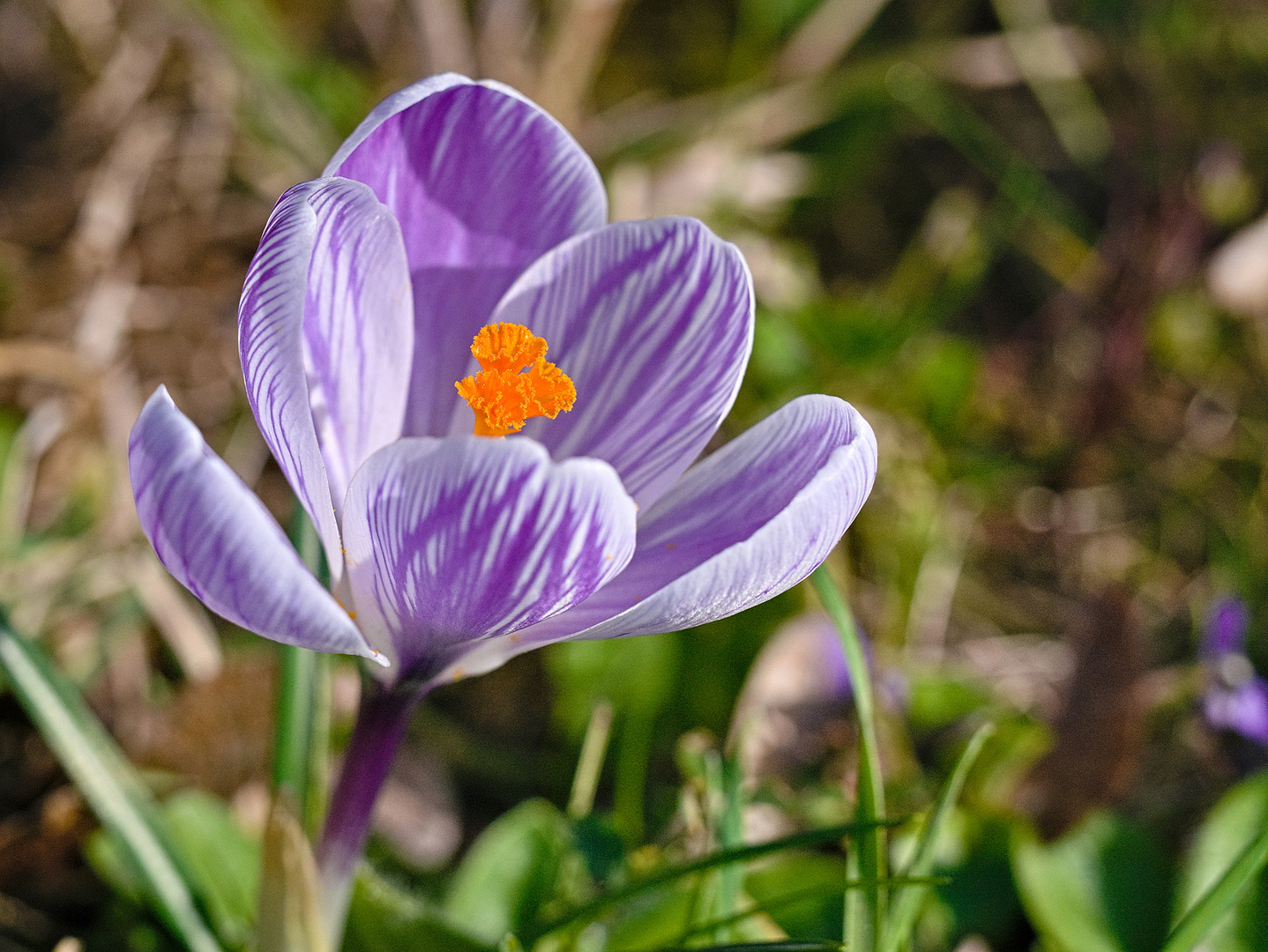 Blüten auf unserem Friedhof