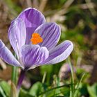 Blüten auf unserem Friedhof