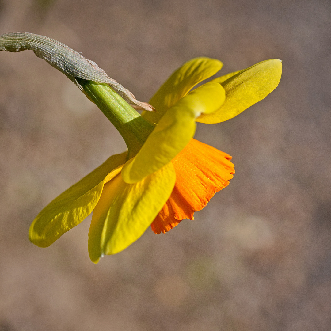 Blüten auf unserem Friedhof