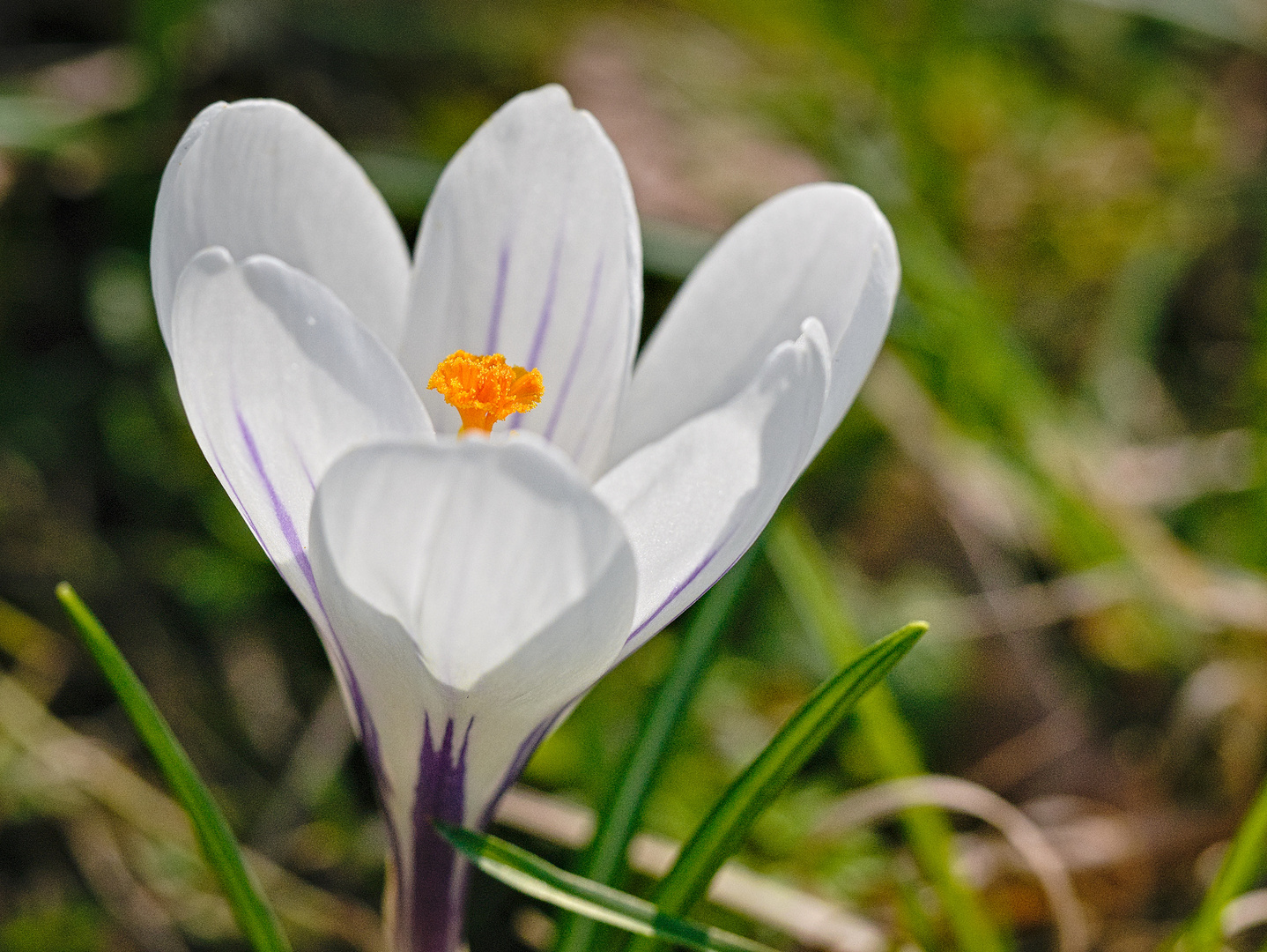 Blüten auf unserem Friedhof