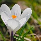 Blüten auf unserem Friedhof