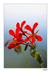 Blüten auf unserem Urlaubsbalkon............