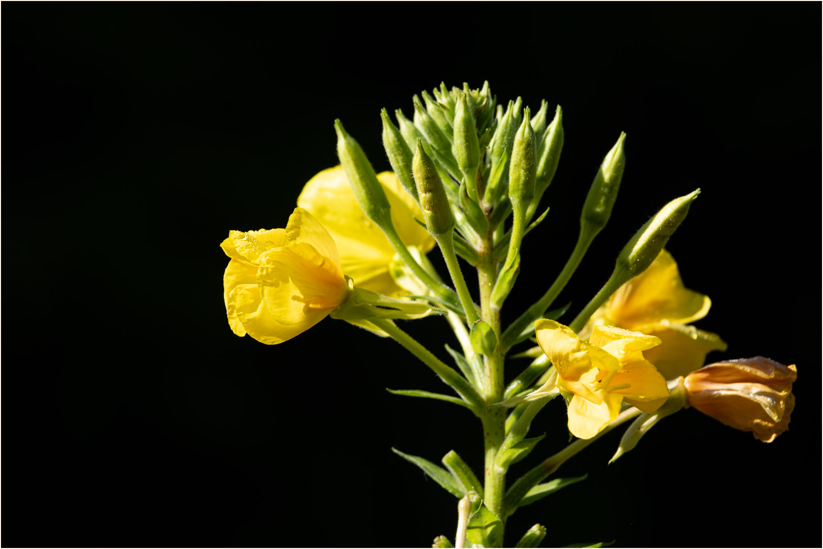 Blüten aus