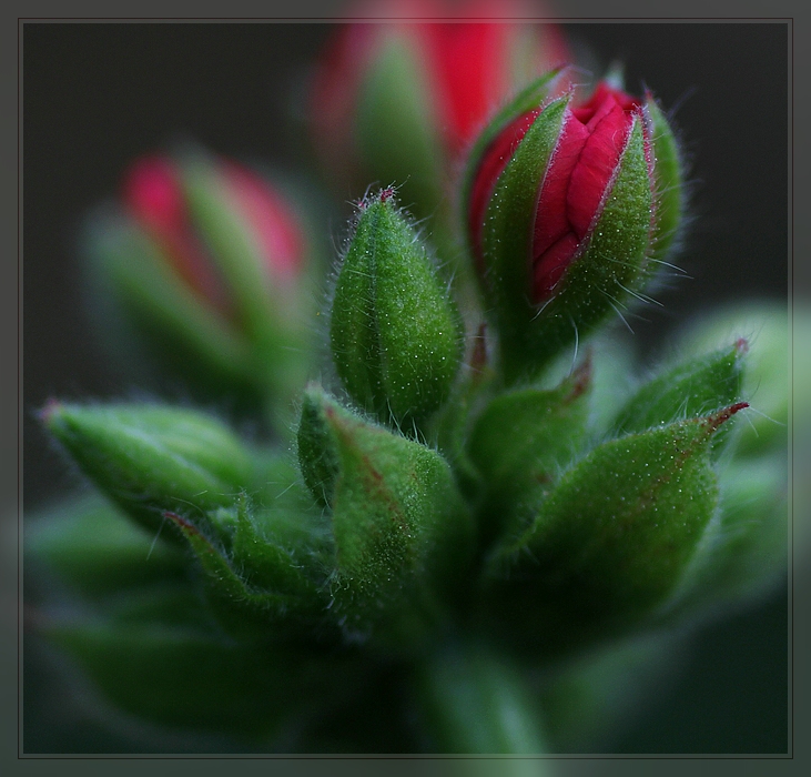 Blüten aus dem Archiv, denn....