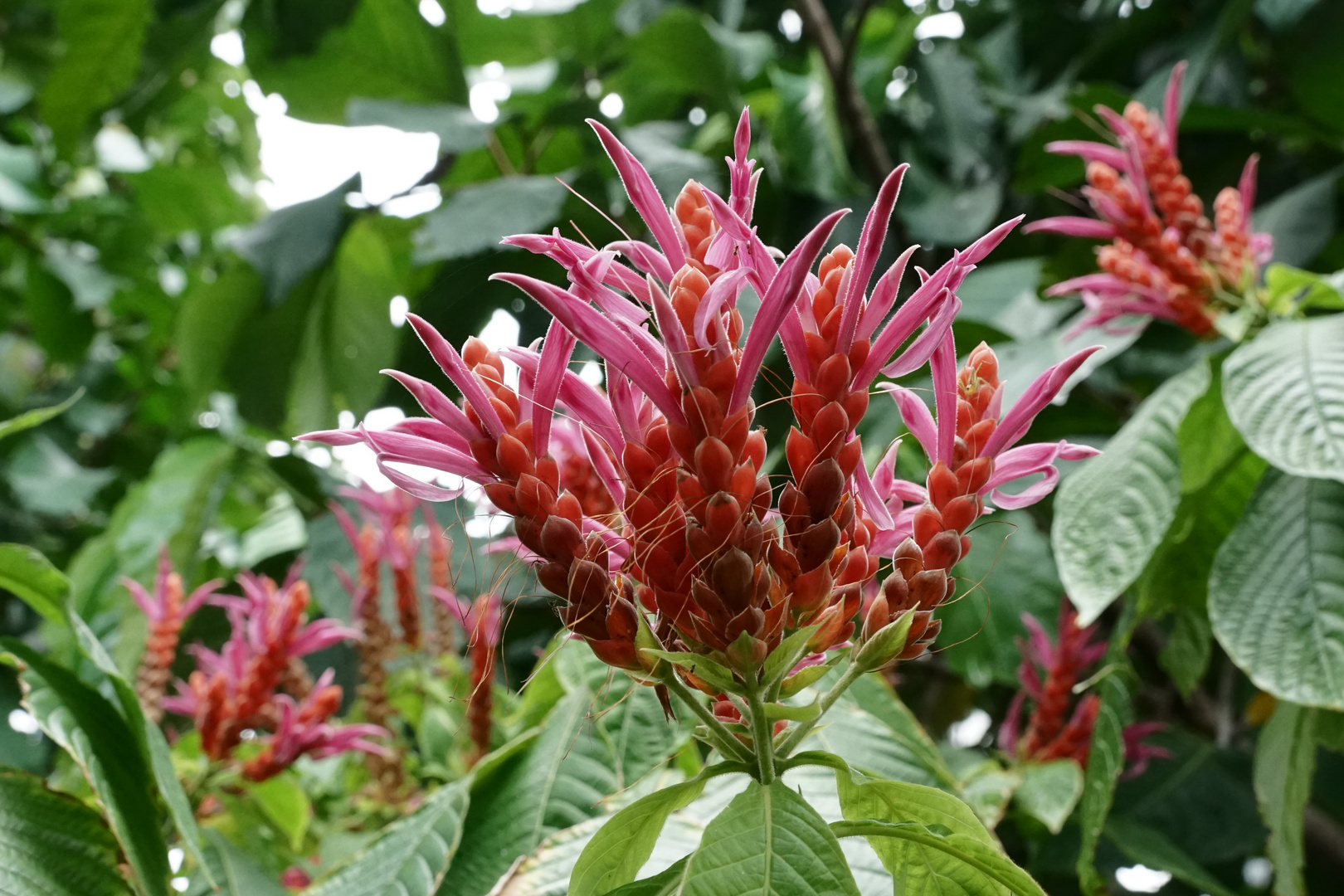 Blüten aus den Park in Singapur ......