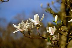 Blüten aus der Nähe.