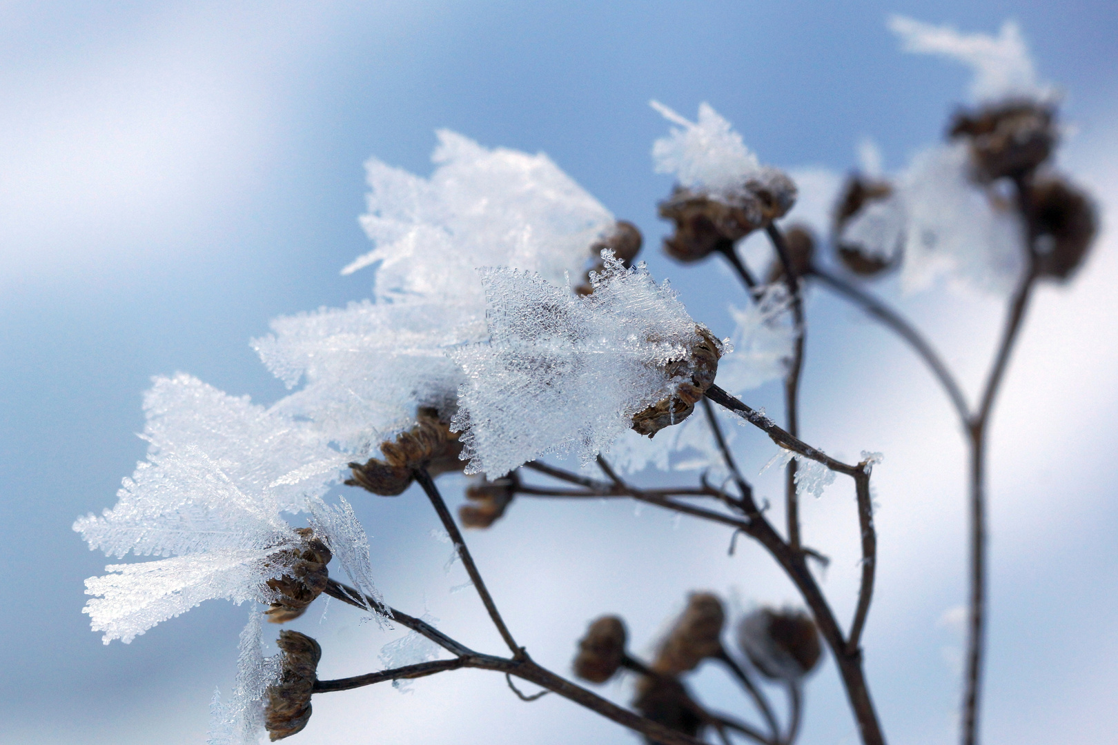 Blüten aus Eis