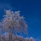 Blüten aus Eis