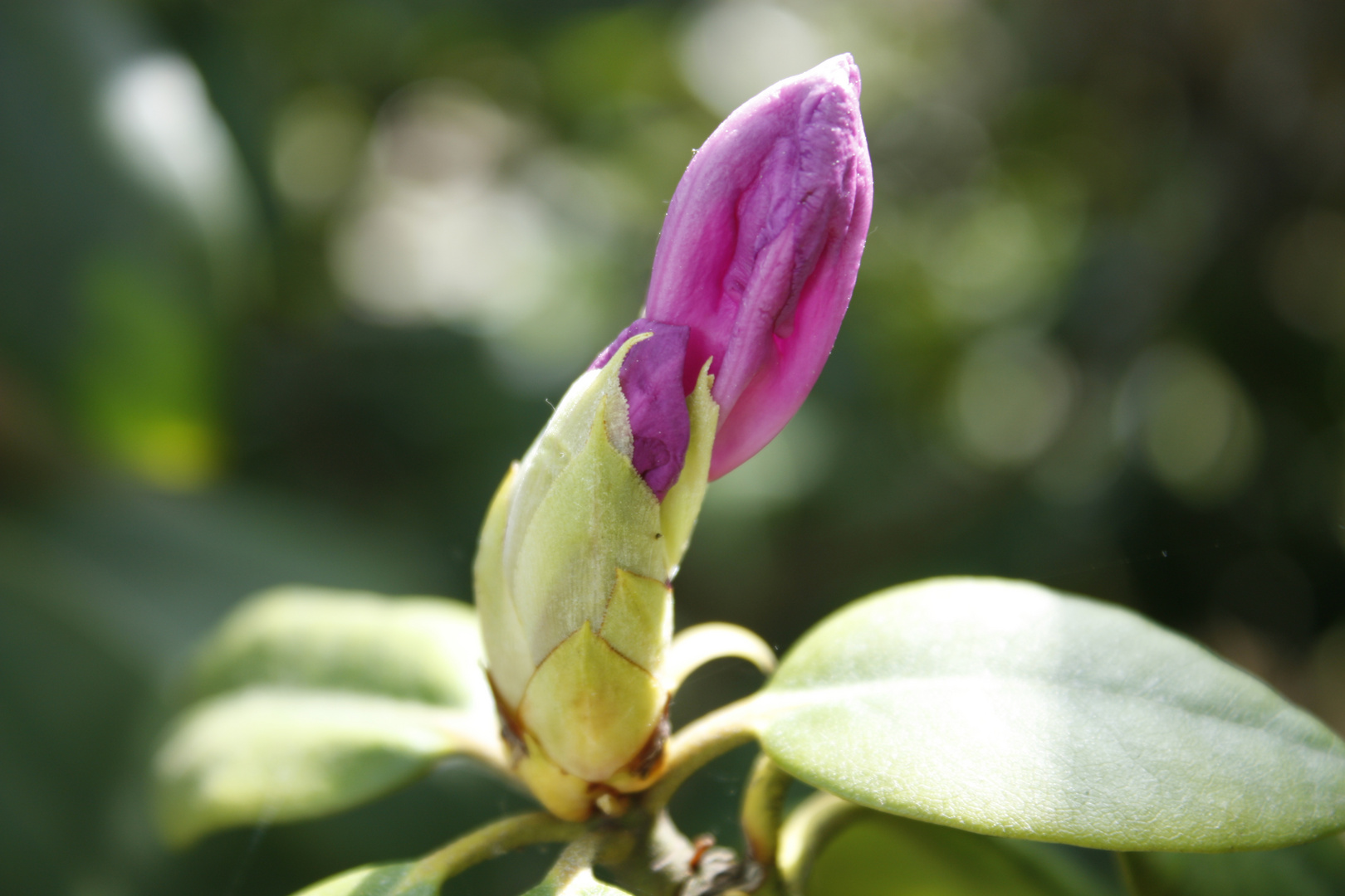 Blüten aus Kassel