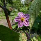 Blüten aus meinem Garten