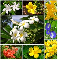Blüten aus Myanmar