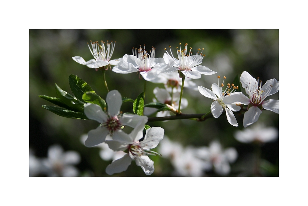 Blüten aus Nachbars Garten ....