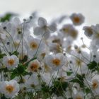 Blüten aus Nachbars Garten