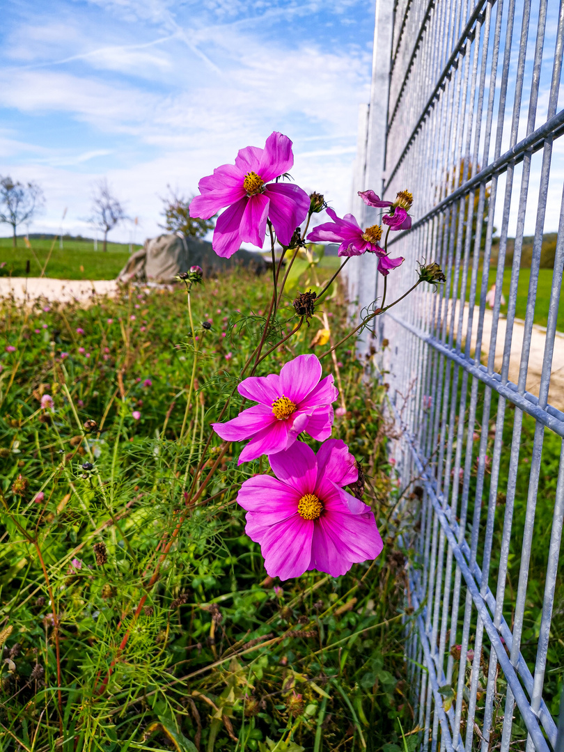 Blüten 