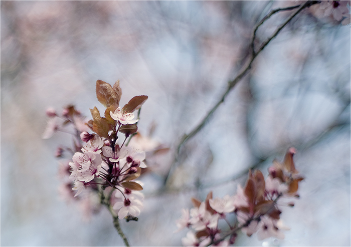 blüten-baum°°