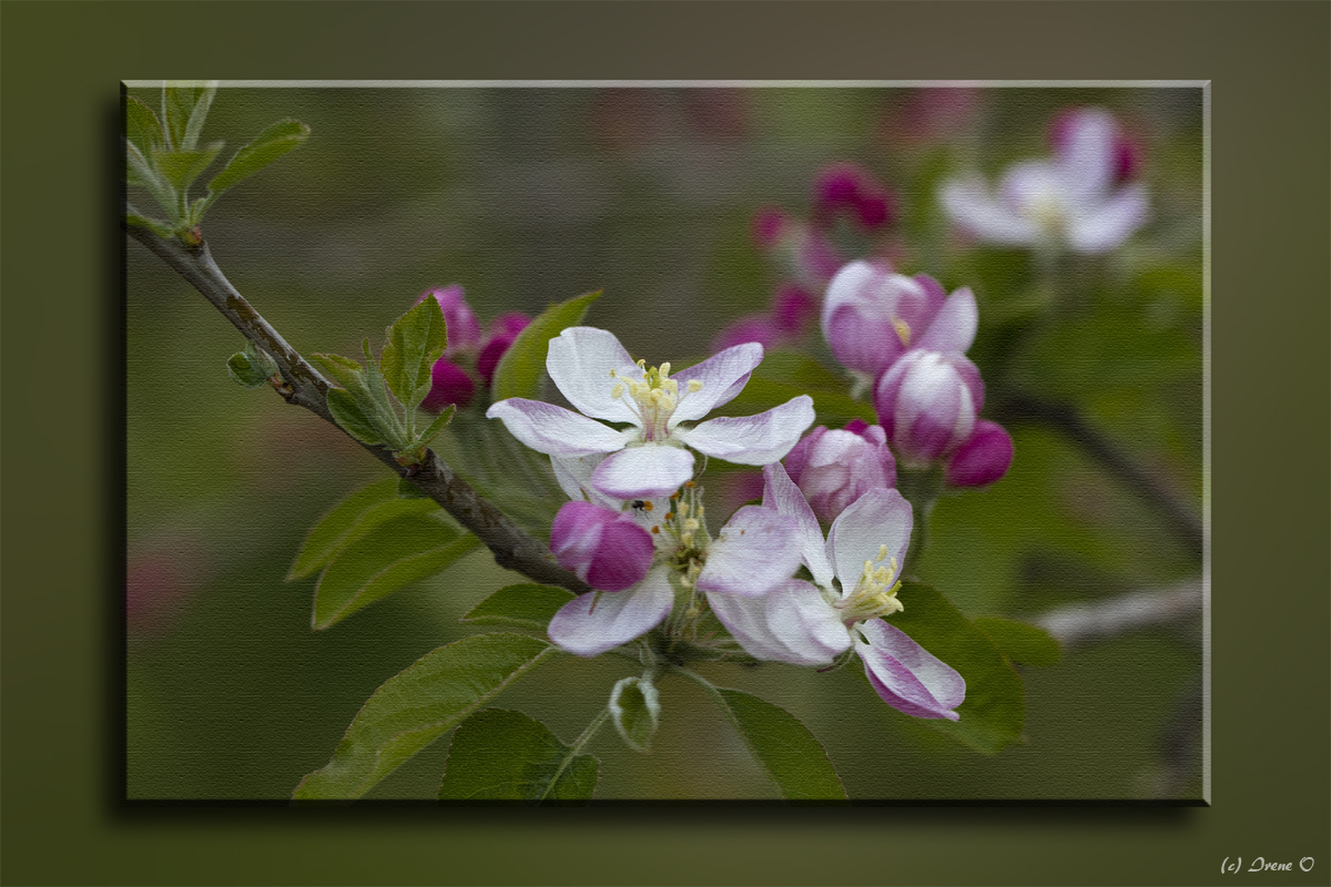 Blüten...