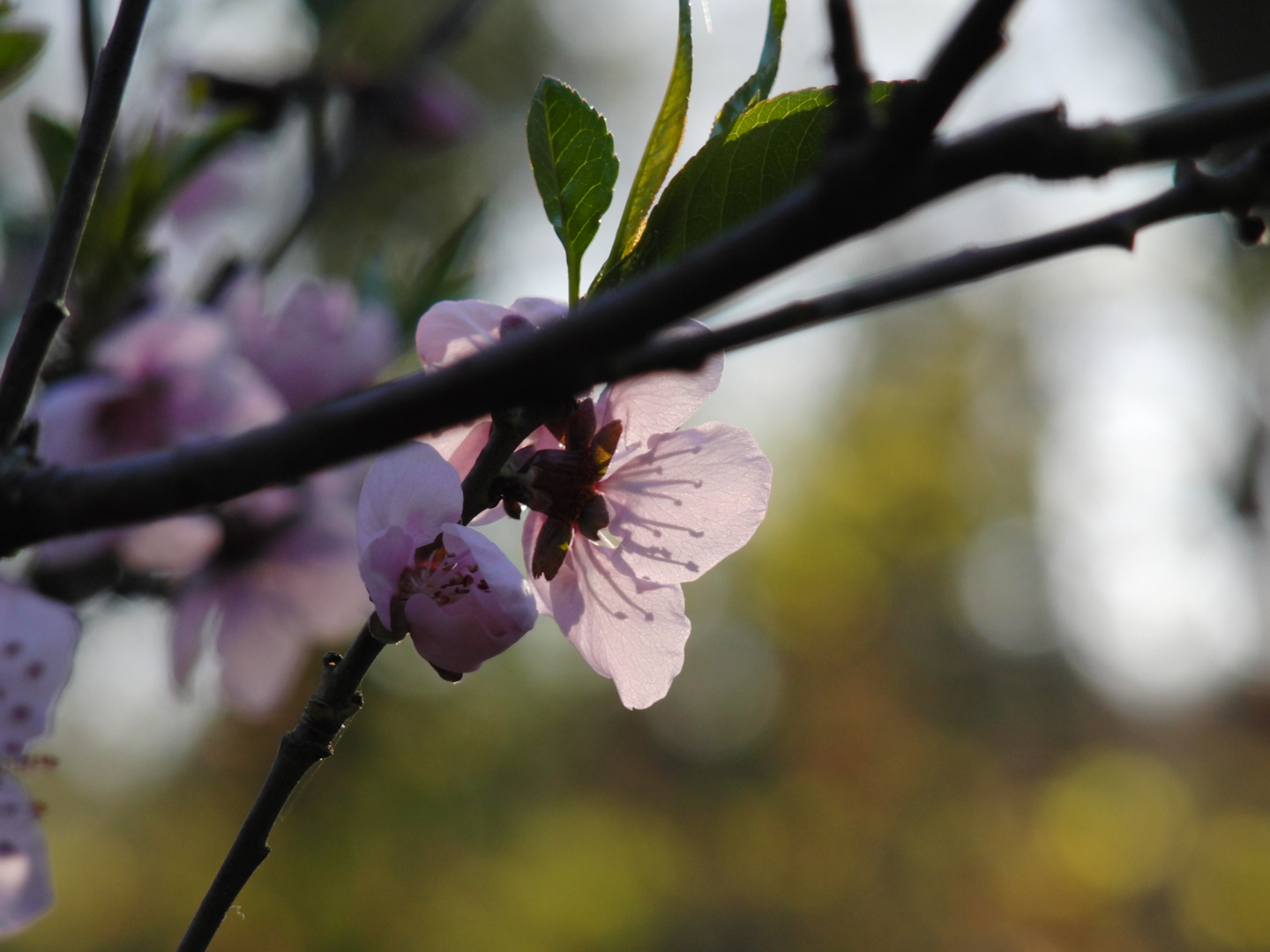 BLÜTEN