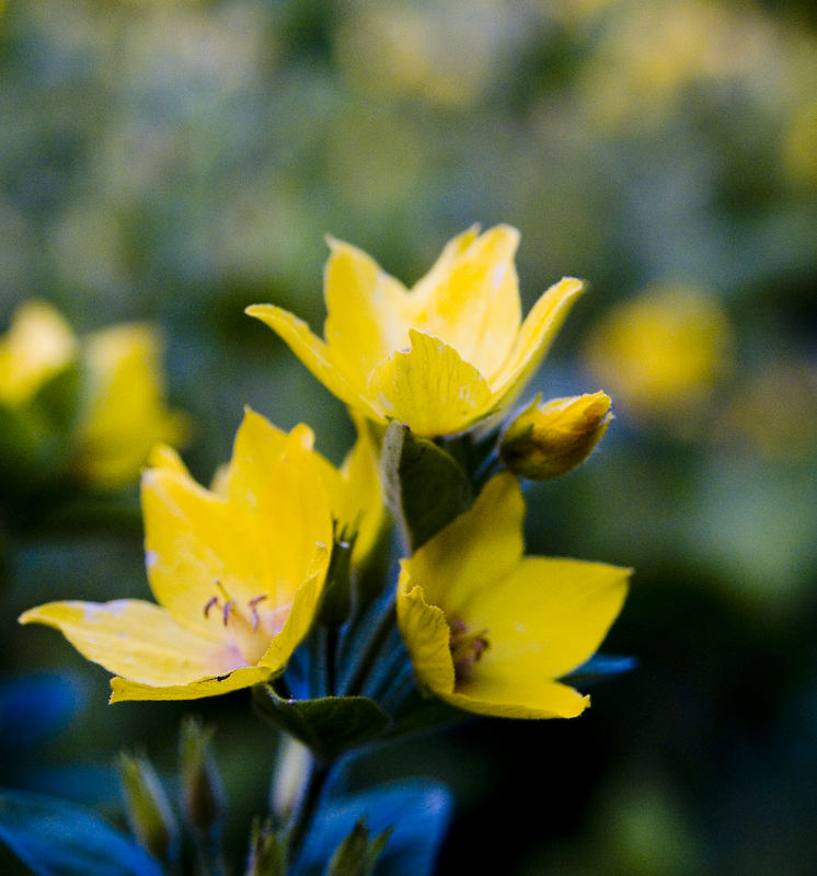 Blüten, bearbeitet