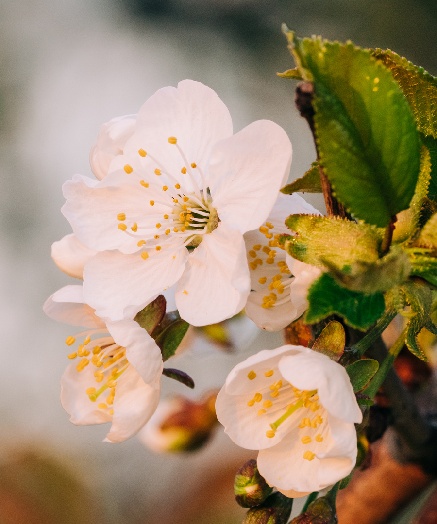 Blüten bei Bensheim 2020