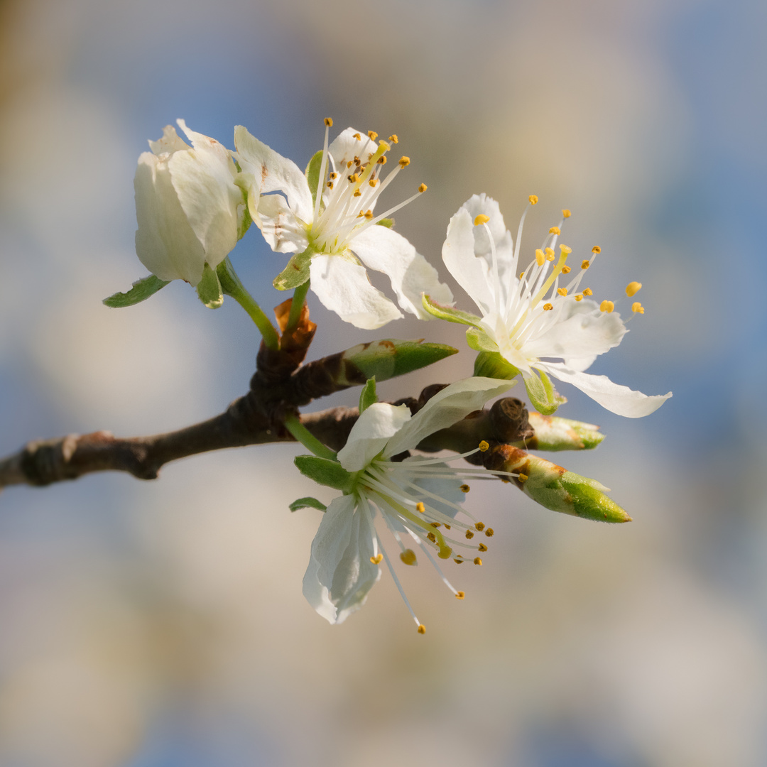 Blüten bei Bensheim 3 2021