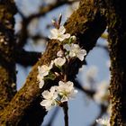 Blüten bei Bensheim 4 2021