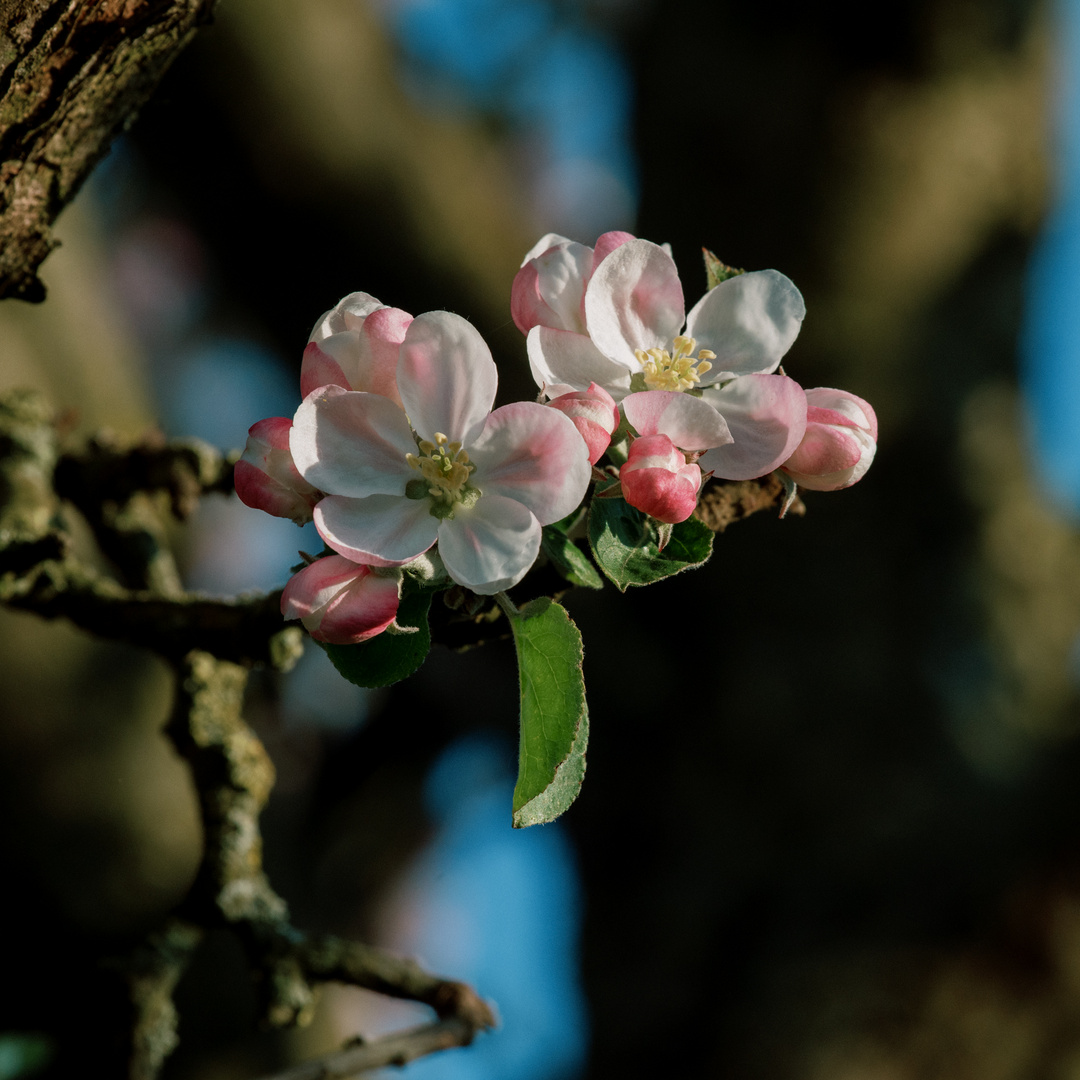 Blüten bei Bensheim 9 2021