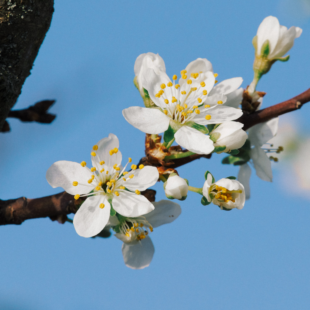 Blüten bei Erlache Bensheim 1 2021